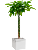 Pot line-up cube blanche