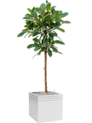 Pot line-up cube blanche