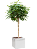 Pot line-up cube blanche