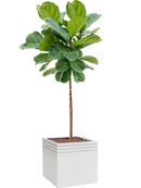 Pot line-up cube blanche