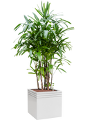 Pot line-up cube blanche