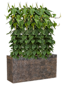 Pot luxe lite rectangle bronze