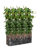 Pot luxe lite rectangle bronze