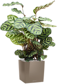 Pot premium cube marron