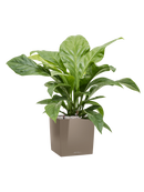 Pot premium cube marron