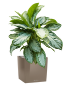 Pot premium cube marron