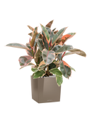 Pot premium cube marron