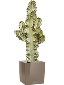 Pot premium cube marron