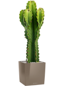 Pot premium cube marron