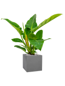 Pot natural cube grise