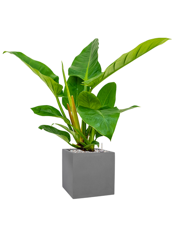 Pot natural cube grise