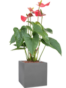 Pot natural cube grise