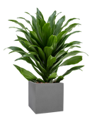 Pot natural cube grise