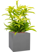 Pot natural cube grise