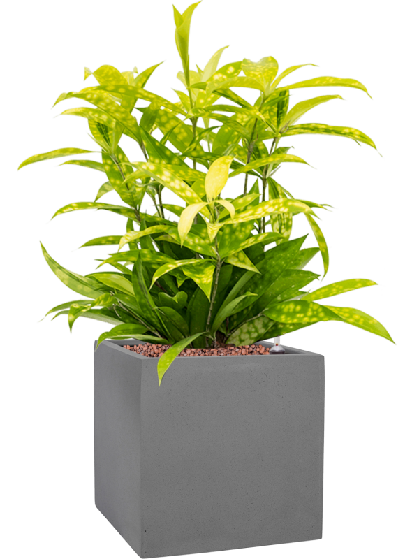 Pot natural cube grise