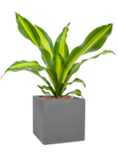 Pot natural cube grise