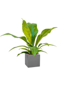 Pot natural cube grise