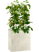 Pot grigio rectangle beige