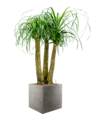 Pot grigio cube grise