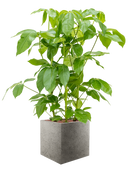 Pot grigio cube grise