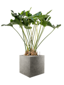 Pot grigio cube grise