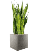 Pot grigio cube grise