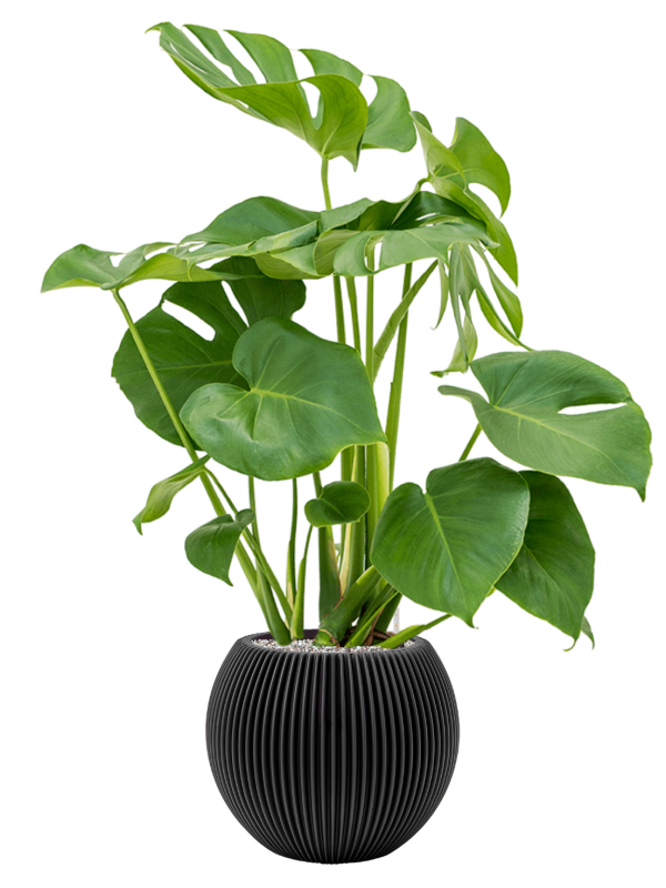 Pot nature groove globe noire