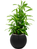 Pot nature groove globe noire