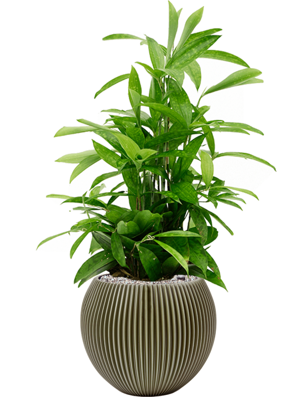 Pot nature groove special globe verte