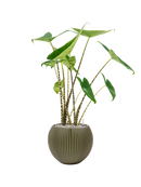 Pot nature groove special globe verte