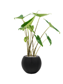 Pot nature groove globe noire