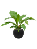 Pot nature groove globe noire