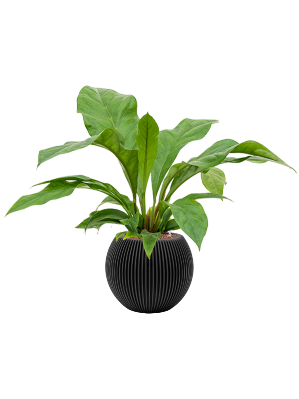 Pot nature groove globe noire