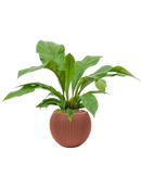 Pot nature groove special globe rouge