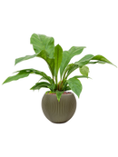 Pot nature groove special globe verte