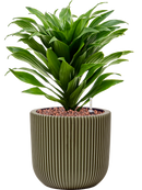 Pot nature groove special couple verte