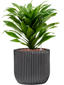 Pot nature groove couple noire