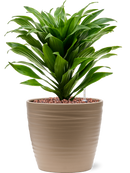 Pot groove couple beige