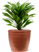 Pot groove couple rouge