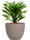 Pot refined couple grise