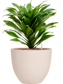 Pot refined couple beige