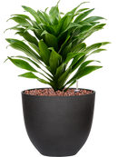 Pot refined couple noire