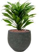 Pot rough couple noire