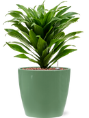 Pot feliz couple verte