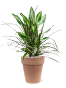 Pot terra cotta couple orange