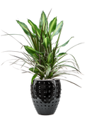 Pot laos emperor noire