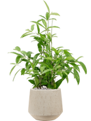 Pot raindrop darcy beige