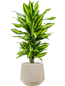 Pot raindrop darcy beige