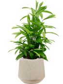 Pot raindrop darcy beige