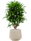 Pot raindrop darcy beige